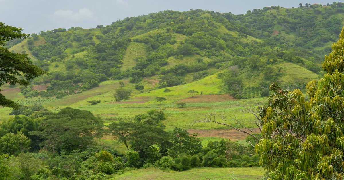 Landell Mills | National press coverage for Jamaica Forestry…